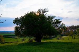 árbol único iluminado por el sol desde atrás foto