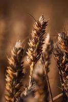 Insect on a wheat plant photo