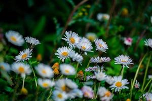 Field with daisies photo