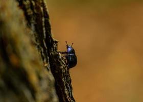Bug climbing on the tree photo