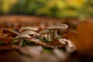 Young mushrooms autumn scene