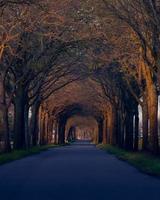 dosel de árboles sobre la carretera foto