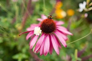 Bee on pick coneflower photo