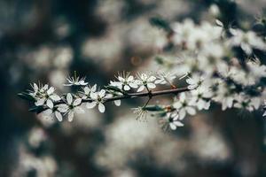 Cherry flower on a branch photo