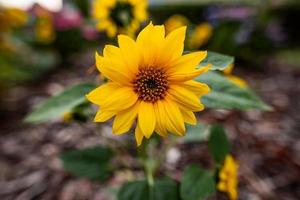 Yellow common blanket flower photo