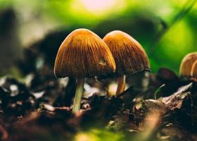 Two closeup mushrooms in the forest photo