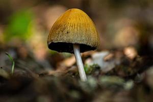 Mushroom growing in the forest photo