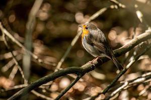 Robin bird standing on a branch photo