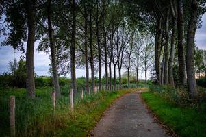 camino entre los arboles foto