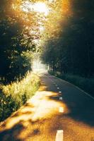 Bicycle road in the forest photo