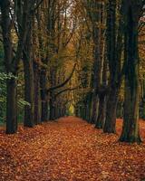 Footpath covered with autumn leaves photo
