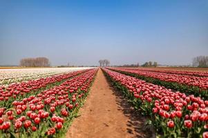 campo de tulipanes en holanda foto