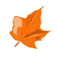 Orange maple leaf on a white background. vector