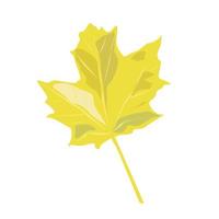 Bright yellow maple leaf on a white background. vector