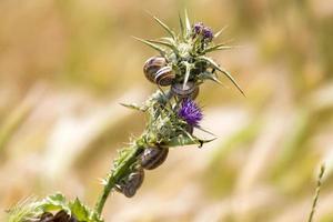 Snails on the flower, purple and green plant with thorn photo