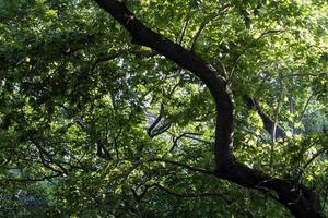 Forest in sunlight, Natural background, green leaf in forest. photo