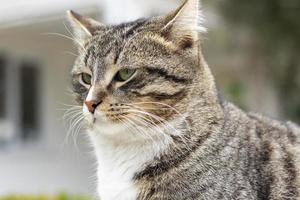 Portrait of the wild cat in, the cat lives on the street. Portrait of a fluffy striped cat. Striped, not a purebred kitten. photo