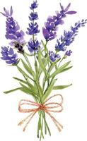 Bouquet of lavender flowers, watercolor illustration. vector