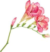 Branch with pink watercolor flowers. vector