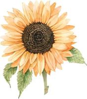 Yellow sunflower flower, watercolor illustration. vector