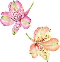 Set with orange and pink watercolor flowers. vector