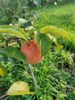 frutas del jardín peras y manzanas foto