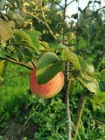 frutas del jardín peras y manzanas foto