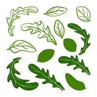 Arugula and basil leaves set. Vector illustration. A concept for stickers, posters, postcards, websites and mobile applications.