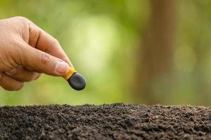 Hand of farmer planting a black seeds of Afzelia, Doussie or Makha mong tree in soil. Growth and environment concept photo