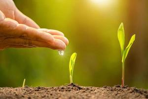 Hand giving water to young green sprout growing in soil on Green nature blur background photo