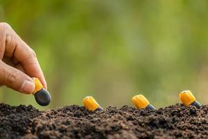 Hand of farmer planting a black seeds of Afzelia, Doussie or Makha mong tree in soil. Growth and environment concept photo