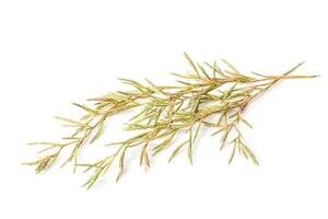 Flower citronella grass. Studio shot isolated on white photo