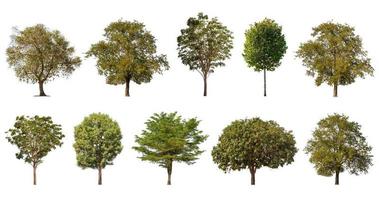 Collection of large tropical green tree isolated on white. Saved with clipping path