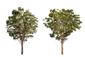 Large green neem tree, nimtree or Indian lilac isolated on white. Saved with clipping path photo