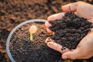 Hand of farmer planting  young sprout of Afzelia, Doussie or Makha mong tree in soil. Growth and environment concept photo