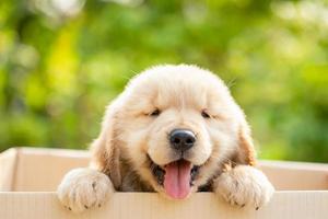 Cute puppy Golden Retriever standing in cardboard box on green nature blur background. Animal greeting concept photo