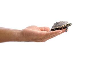 Small turtle in people hand. Studio shot isolated on white photo