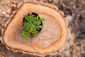 Sprout of tree rosewood, Siamese rosewood, or tracwood in black seeding bag put on top of tree stump. Replacement and environment concept photo