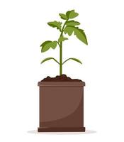 Seedlings of tomato plants in pots. Cultivation of garden plants. Plant care. Vector illustration