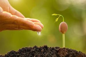 Green sprout growing in soil with outdoor sunlight and green blur background. Growing and environment concept photo