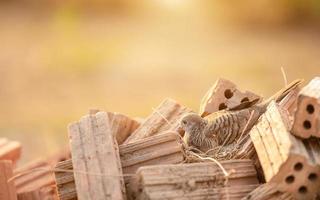 Birds in brown dry grass nest on the heap of red brick photo