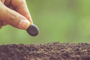 Hand of farmer planting a black seeds of Afzelia, Doussie or Makha mong tree in soil. Growth and environment concept photo