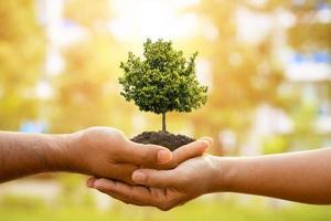 Hand of two people holding tree in soil on outdoor sunlight and green blur background. Planting the tree, Save world, or growing and environment concept photo