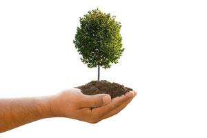 Hand holding soil and tropical tree young isolated on white background. Growth and environment concept photo