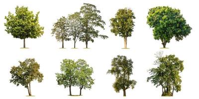 Collection of tropical green tree isolated on white. Saved with clipping path photo