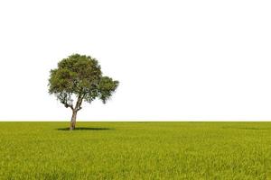 gran árbol verde tropical aislado en blanco. guardado con trazado de recorte foto