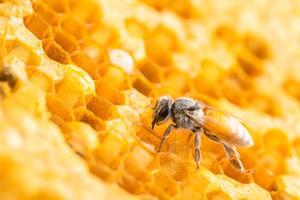 Group of bees on honeycomb studio shoot. Food or nature concept photo