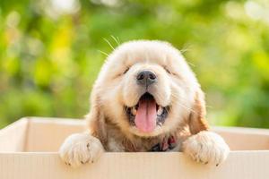 Cute puppy Golden Retriever standing in cardboard box on green nature blur background. Animal greeting concept photo