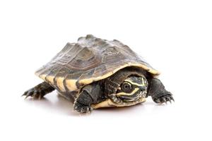 A small turtle. Studio shot isolated on white photo