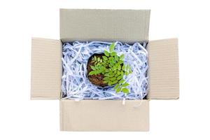 Young green plant with stack of scrap paper from paper cutter in brown cardbox isolated on white background photo